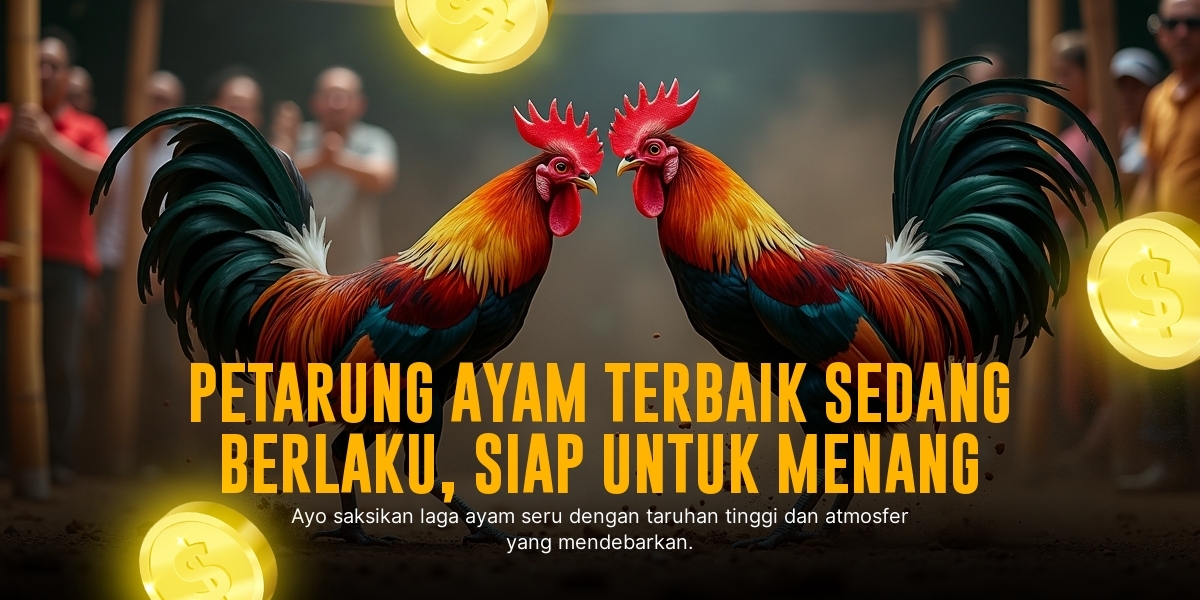 Mengenal Ayam Bangkok di Sabung Ayam SV388, Peluang dan Keunggulannya
